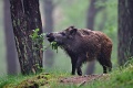 Dzik - Wild boar - Sus scrofa